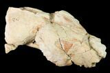 Rare, Fossil Bear Dog (Daphoenus) Skull Section - South Dakota #143966-4